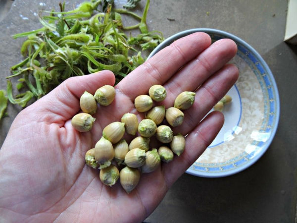 Noisetier à long bec, (corylus cornuta)