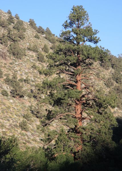 Pin de Jeffrey (Pinus jeffreyi)