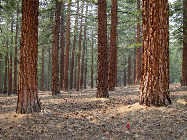 Pin de Jeffrey (Pinus jeffreyi)