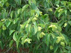 Noisetier américain, corylus americana 3a-3b