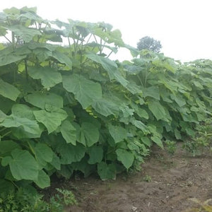 Paulownia tomentosa