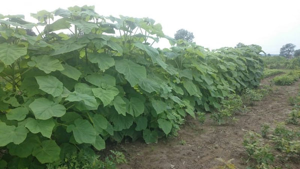 Paulownia tomentosa