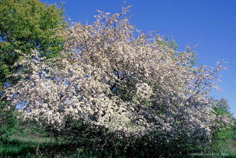 Plum trees