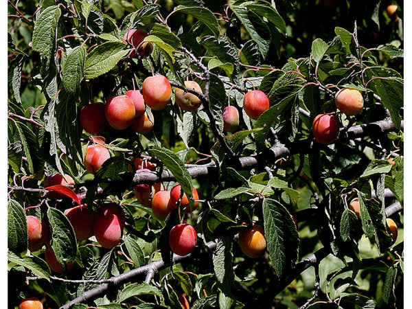 Prunier Américain (prunus americana)