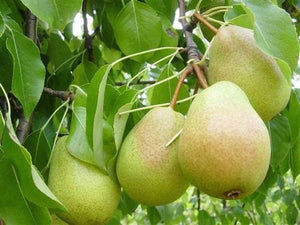 Poirier Luscious (pyrus Spp)