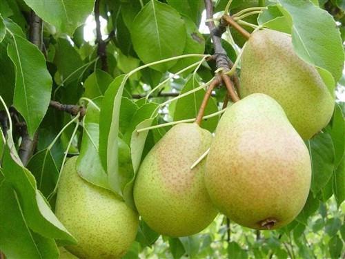 Poirier Luscious (pyrus Spp)