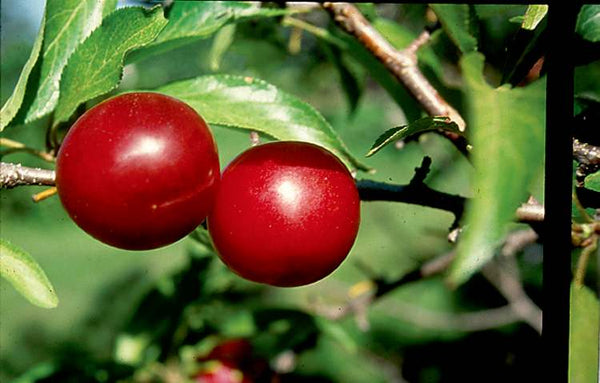 Prunier Brookred (prunus spp)