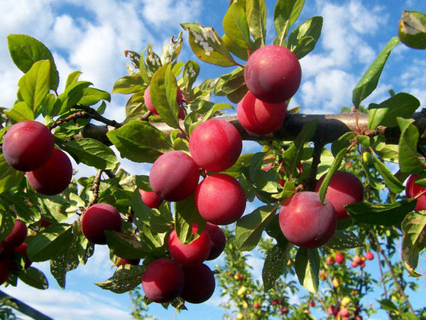 Prunier Brookred (prunus spp)