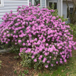 Rhododendron pjm