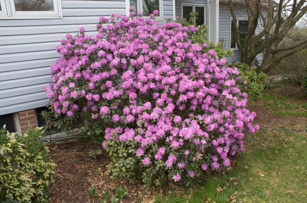 Rhododendron pjm