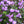 Rhododendron PJM ELITE
