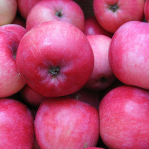 Pommier Melba (Malus melba)