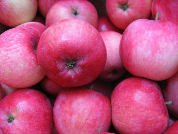 Pommier Melba (Malus melba)