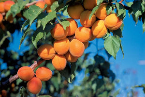 Abricotier 'Harcot' (prunus armeniaca)