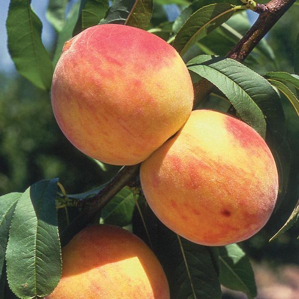 Peach trees and Nectarines