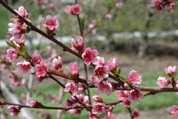 Pêcher 'Reliance' (prunus persica)