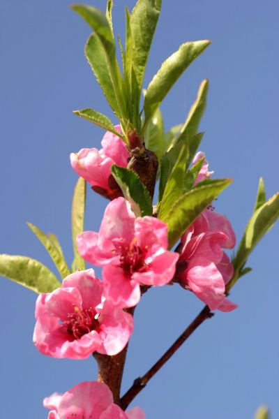 Nectarine hardired (prunus persica nucipersica)