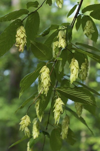 Ostryer de Virginie (ostrya virginiana)