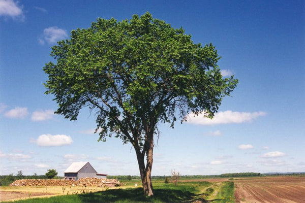 Orme d'Amérique VALLEY FORGE (ulmus america)