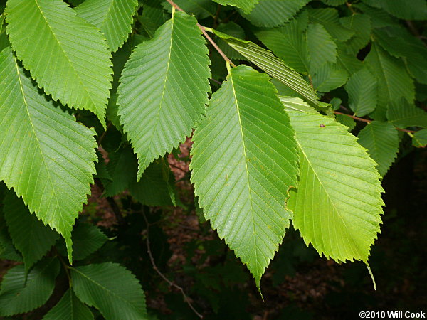 Orme d'Amérique VALLEY FORGE (ulmus america)