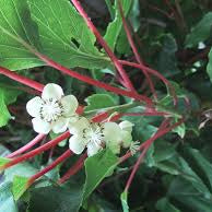 Kiwi Mâle Meader (a. Arguta)