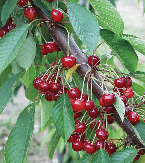 Cerisier sucré Mazzard (prunus avium)