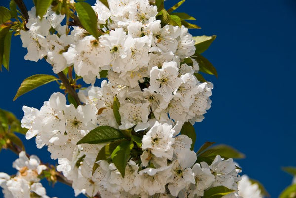 Cerisier sucré Lapin (prunus avium)