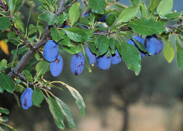 Prunier German (prunus Spp)