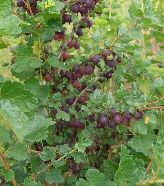 Groseiller Black Velvet (Ribes grossularia)