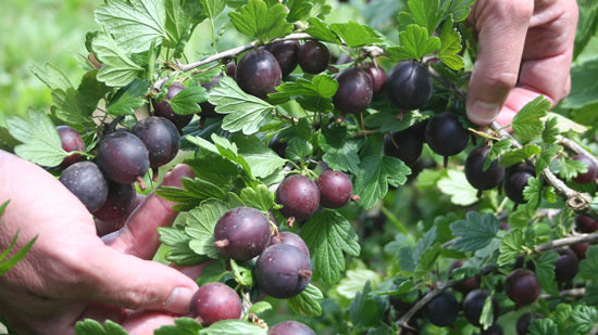 Groseiller Black Velvet (Ribes grossularia)