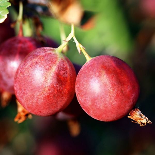 Groseiller Poorman (Ribes grossularia)