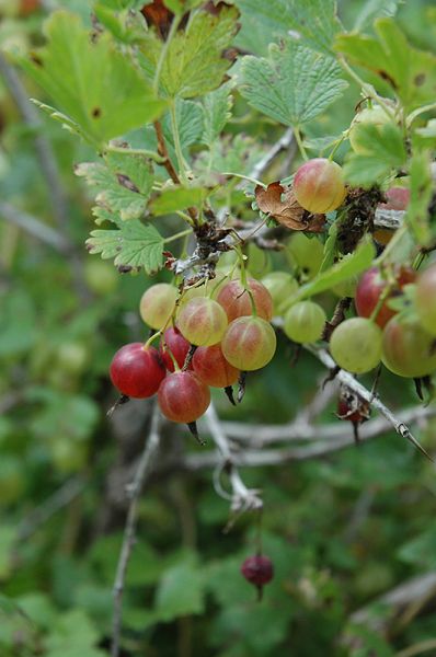 Groseiller 'pixwell' (Ribes grossularia)