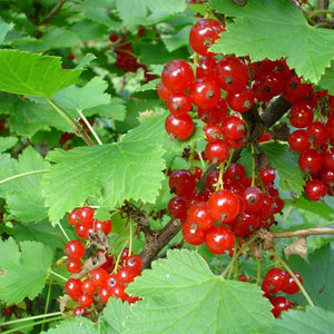 Gadelier 'Resista' (Ribes rubrum )