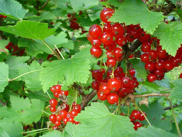 Gadelier 'Resista' (Ribes rubrum )