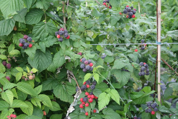 Framboisier noir 'jewel' (Rubus occidentalis)