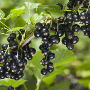 Cassis 'Titania' (ribes nigrum)