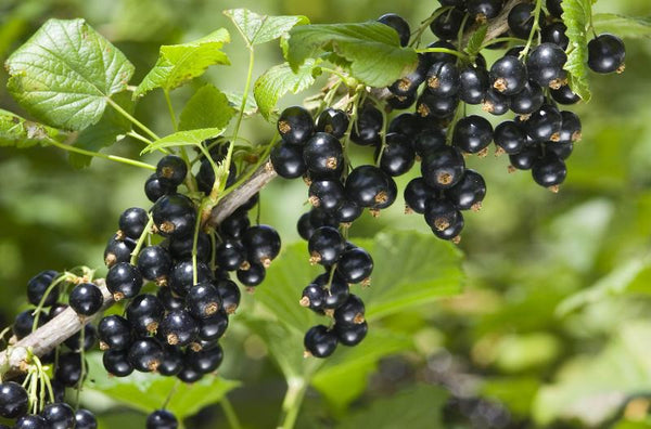 Cassis 'Titania' (ribes nigrum)