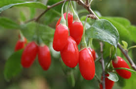 Baies de Goji 'Firecracker' (Lycium barbarum)