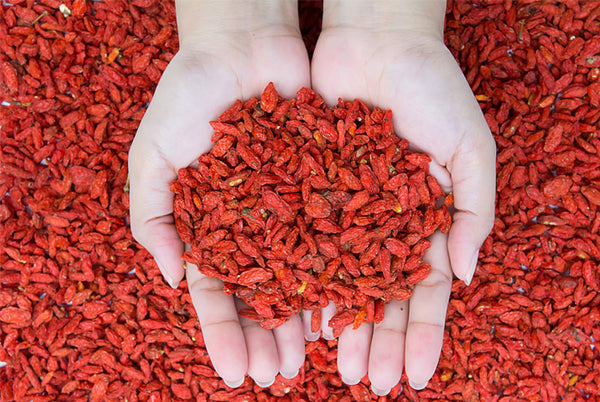 Baies de Goji 'Firecracker' (Lycium barbarum)