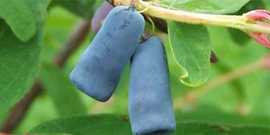 Camerisier berry blue (Lonicera caerulea var. emphyllocalyx)