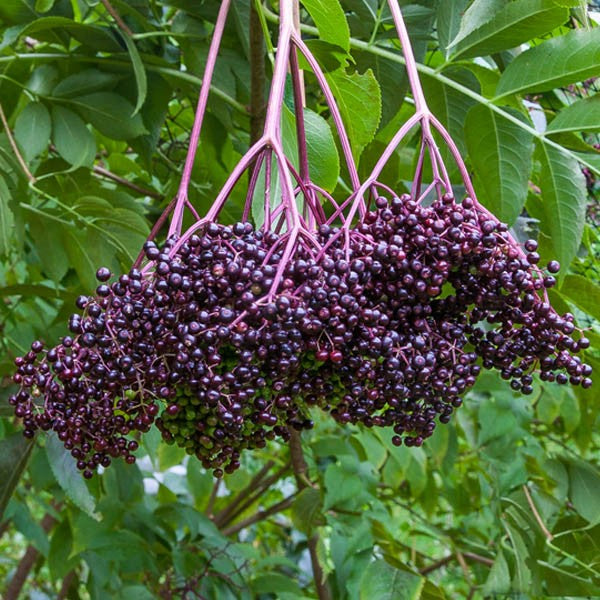 Sureau blanc semis (Sambucus canadensis)