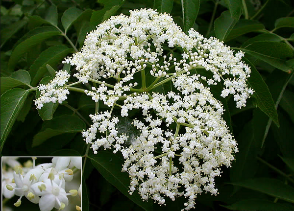 Sureau blanc semis (Sambucus canadensis)