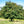 Sorbier des oiseleur (Sorbus aucuparia)