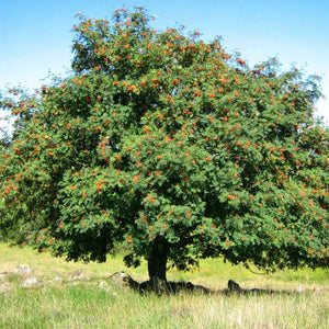 Sorbier des oiseleur (Sorbus aucuparia)