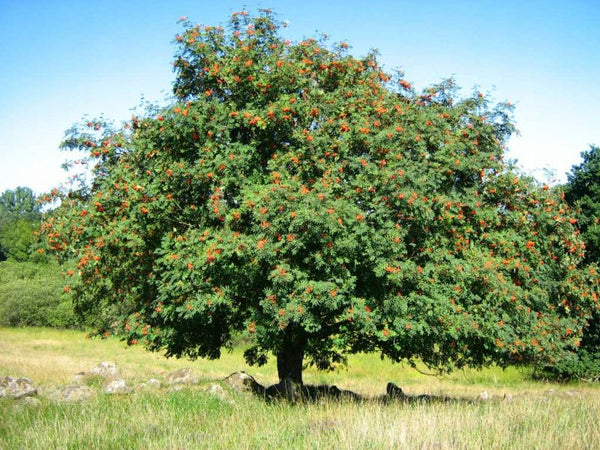 Sorbier des oiseleur (Sorbus aucuparia)