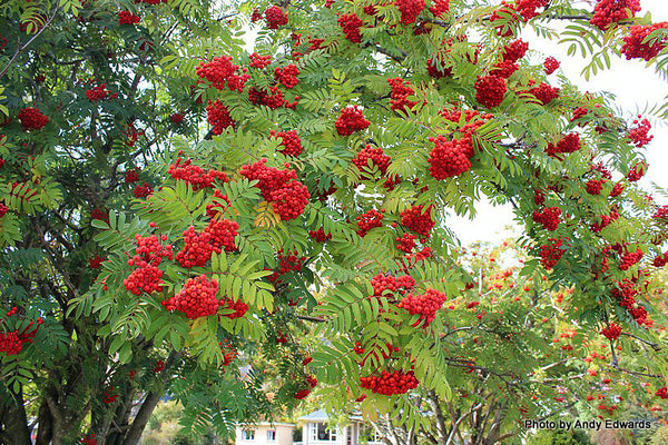 Sorbier des oiseleur (Sorbus aucuparia)