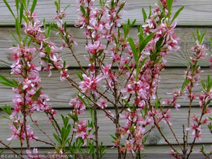 Amandier de Russie (prunus tenella)