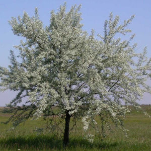 Olivier de Bohême (Elaeagnus angustifolia)