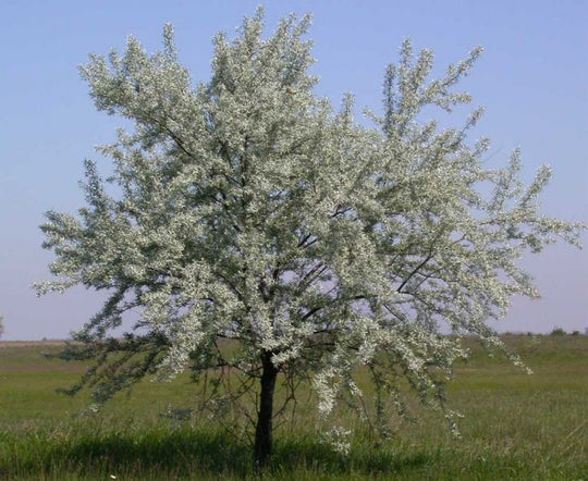 Russian olive tree (Elaeagnus angustifolia) – Nutcracker Nursery & Tree ...