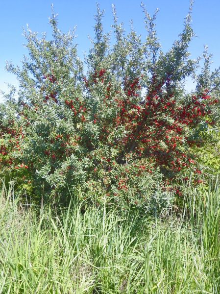 shépherdie argentée (Shepherdia argentea)